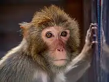 Cannelle, pensionnaire de la Tanière.