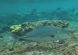 Une carangue mouchetée 'Caranx papuensis)