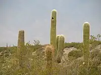 Cardones dans la région de Cafayate