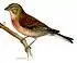 oiseau - linotte