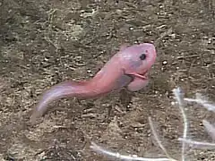 Un jeune Careproctus ovigerum, et une éponge du genre Asbestopluma à 1324 mètres de profondeur (mont sous-marin de Davidson).