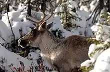 Un caribou avec un panache est en pause dans une forêt enneigée.