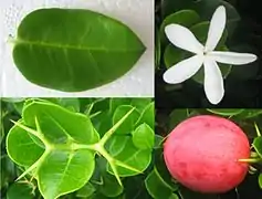 feuille, épines, fleur et fruit