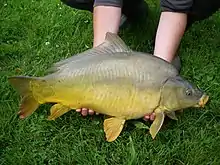 Un gros poisson lisse, verdâtre à reflets mordorés