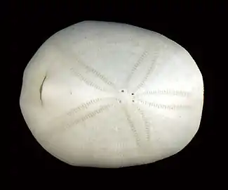 Cassidulus caribaearum (Cassidulidae).