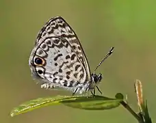 Leptotes cassius