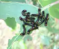 Les chenilles à leur 2e&nbsp;stade de croissance