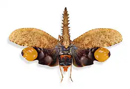 Fulgorinae Cathedra serrata  - Muséum de Lille