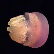 Catostylus townsendi