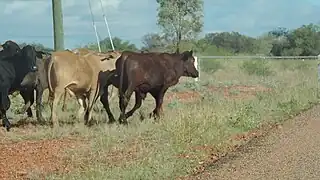 Bovins traversant la route de développement Thomson au nord de Windorah en 2019.