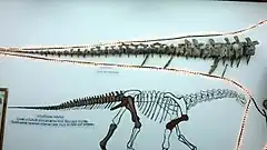 Fossile et dessin d'un dinosaure sauropode, exposée derrière une vitrine d'un musée.