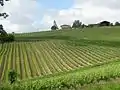 Vignes de Saint-mont : le parcellaire