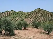 Rangées d'oliviers dans un paysage de collines.