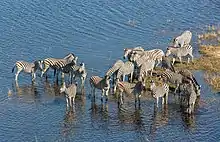 Un groupe de zèbres les pieds dans l'eau proches de la berge sous un grand soleil.