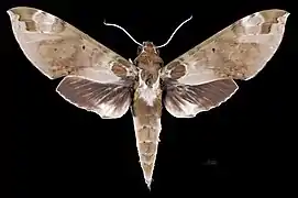 Cechenena helops helops Face dorsale MHNT