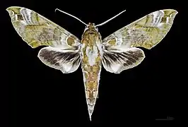 Cechenena helops papuana Face dorsale MHNT