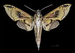 Cechenena helops papuana Revers MHNT