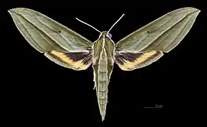 Face dorsale de la femelle