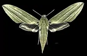 Avers de la femelle (coll.MHNT)