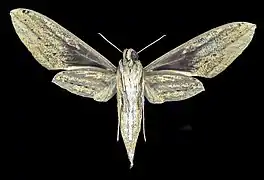 Revers de la femelle (coll.MHNT)