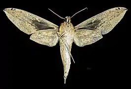 Revers du mâle (coll.MHNT)