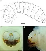 Larve de Cecidonius pampeanus.