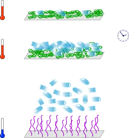 Quelques cellules sont déposées sur un tapis de PNIPAM chaud (température physiologique). Après un certain temps, les cellules se sont multipliées. En abaissant la température, le PNIPAM devient hydrophile et libère les cellules.