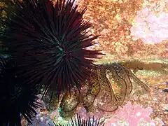 Centrostephanus rodgersii