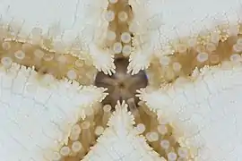 Bouche ouverte d'une Ceramaster granularis