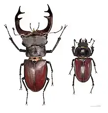 Lucanidae - Lucanus cervus