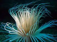 Cerianthus membranaceus (Águilas)