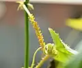Œufs sur une Passiflora foetida