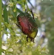 Cétoine de Carthame (Cetonia carthami (en))