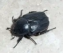 Grande cétoine bleue (Protaetia mirifica (es))