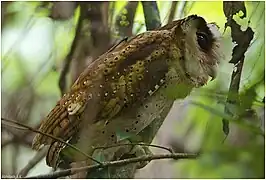 Phodile de Ceylan dans la forêt d'Arippa, Trivandrum, Kerala, India