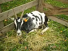 Chèvre de Savoie type pie.