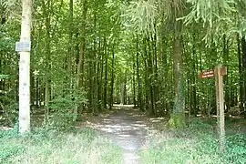 Chêne sessile « Les trois frères », RD 941, forêt de Senonches.