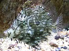 Chaetodermis penicilligerus.