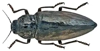 Chalcophora detrita.