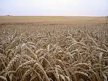 Champ de blé