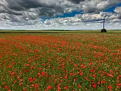 Champs de coquelicots à Prunay-Belleville dans l'ouest.