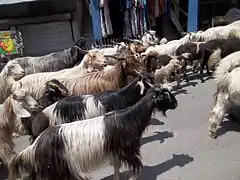 Troupeau de Changthangi traversant la ville de Manali à 450&nbsp;km de Leh.