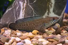 Channa bleheri&nbsp;(en), Assam, Inde