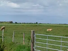 Marais intermédiaires et desséchés: Charolaises à Esnandes.