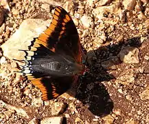 Imago, face supérieure