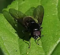 Cheilosia albitarsis (mâle)