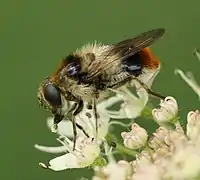 Cheilosia illustrata (femelle)