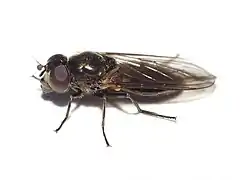 Cheilosia semifasciata (femelle)