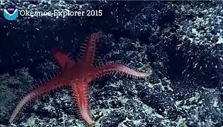 Cheiraster sp. (Benthopectinidae)