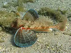 Trigloporus lastoviza